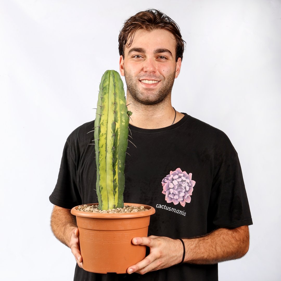 Polaskia chichipe variegata Ø 20 cm