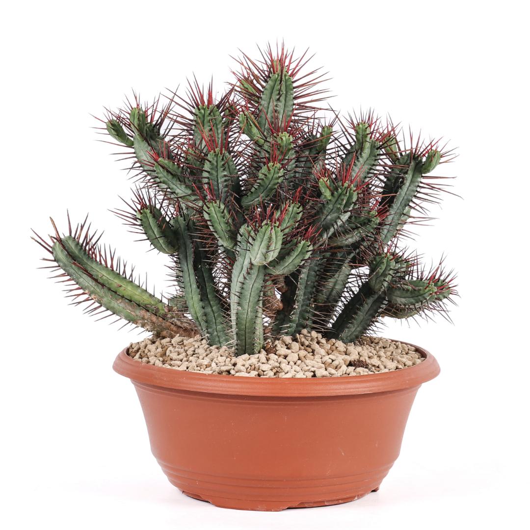 Euphorbia enopla Ø 25