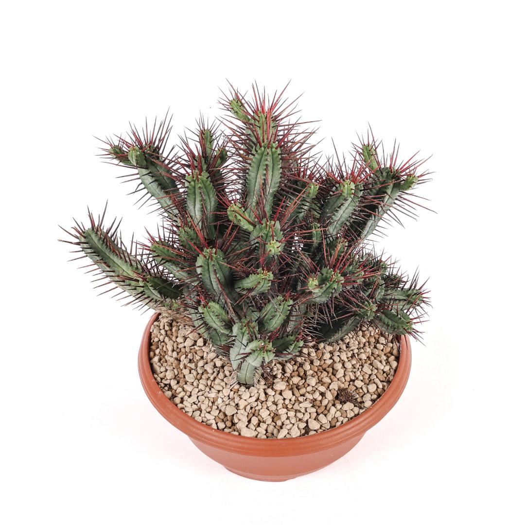 Euphorbia enopla Ø 25