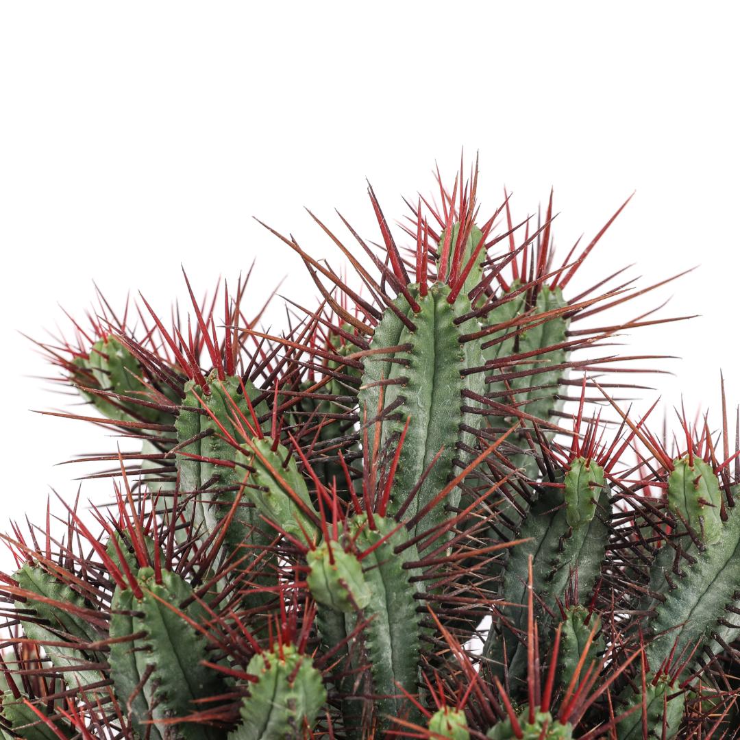 Euphorbia enopla Ø 25
