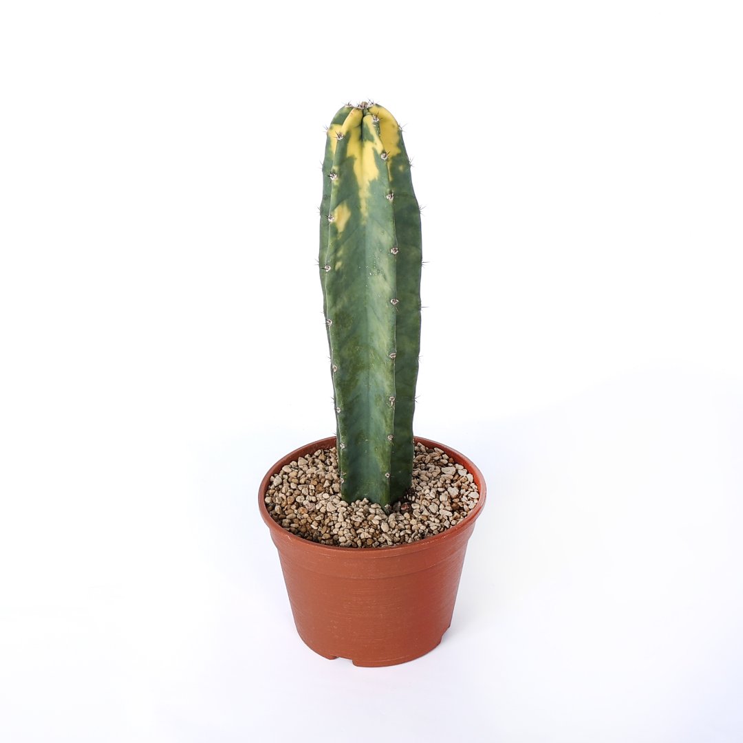 Cereus hildemannianus variegato 'Bruno' Ø 18 cm