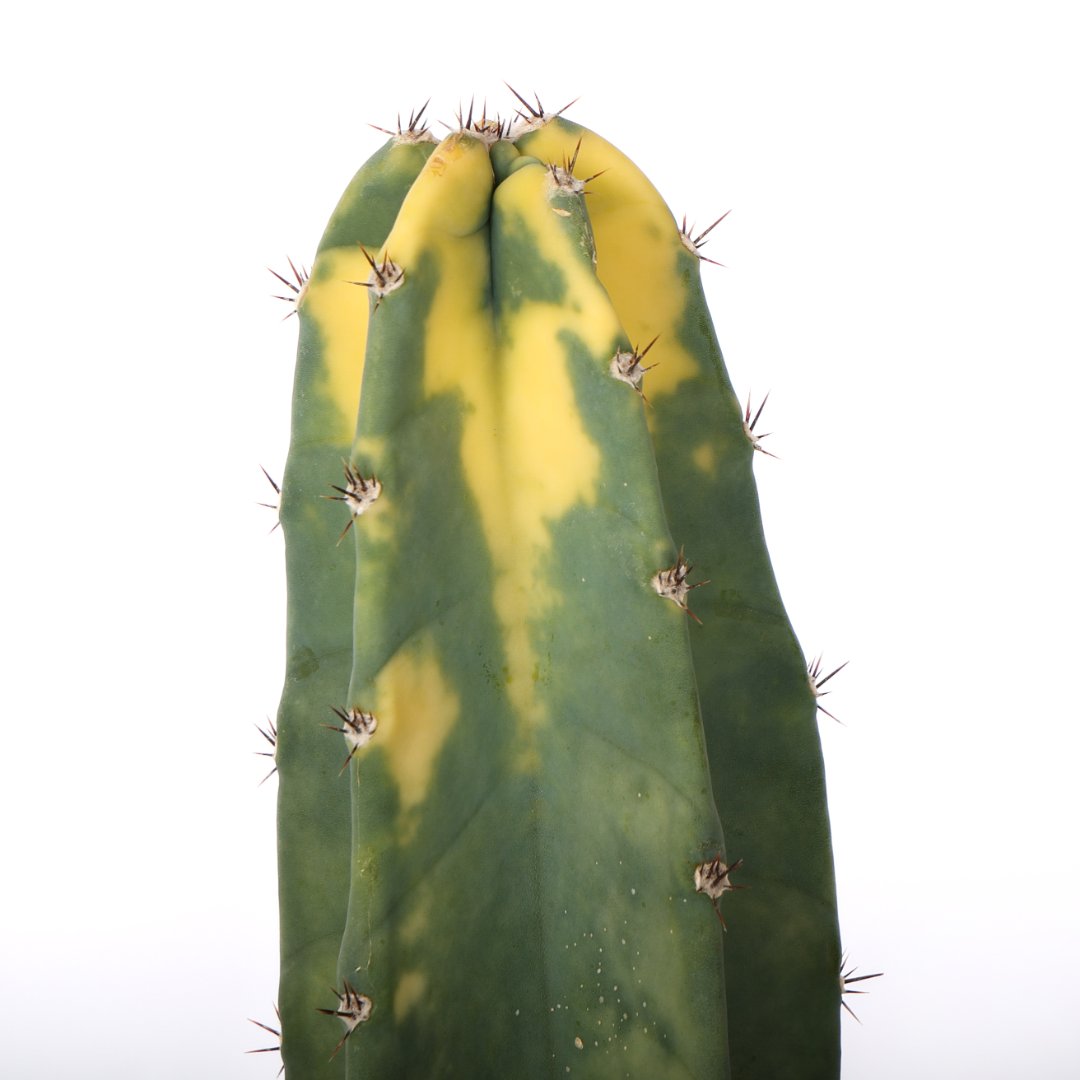 Cereus hildemannianus variegato 'Bruno' Ø 18 cm
