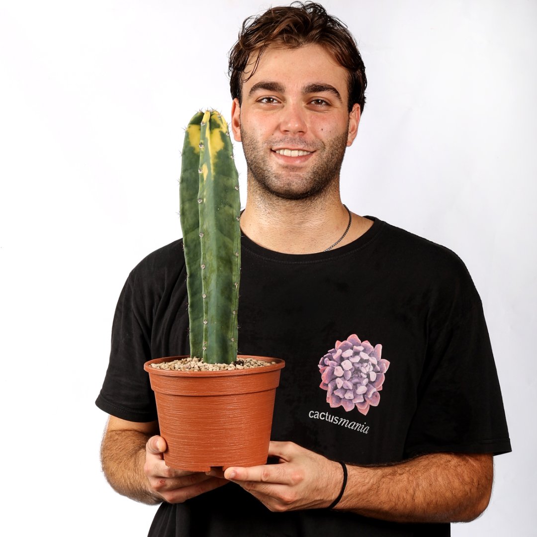 Cereus hildemannianus variegato 'Bruno' Ø 18 cm