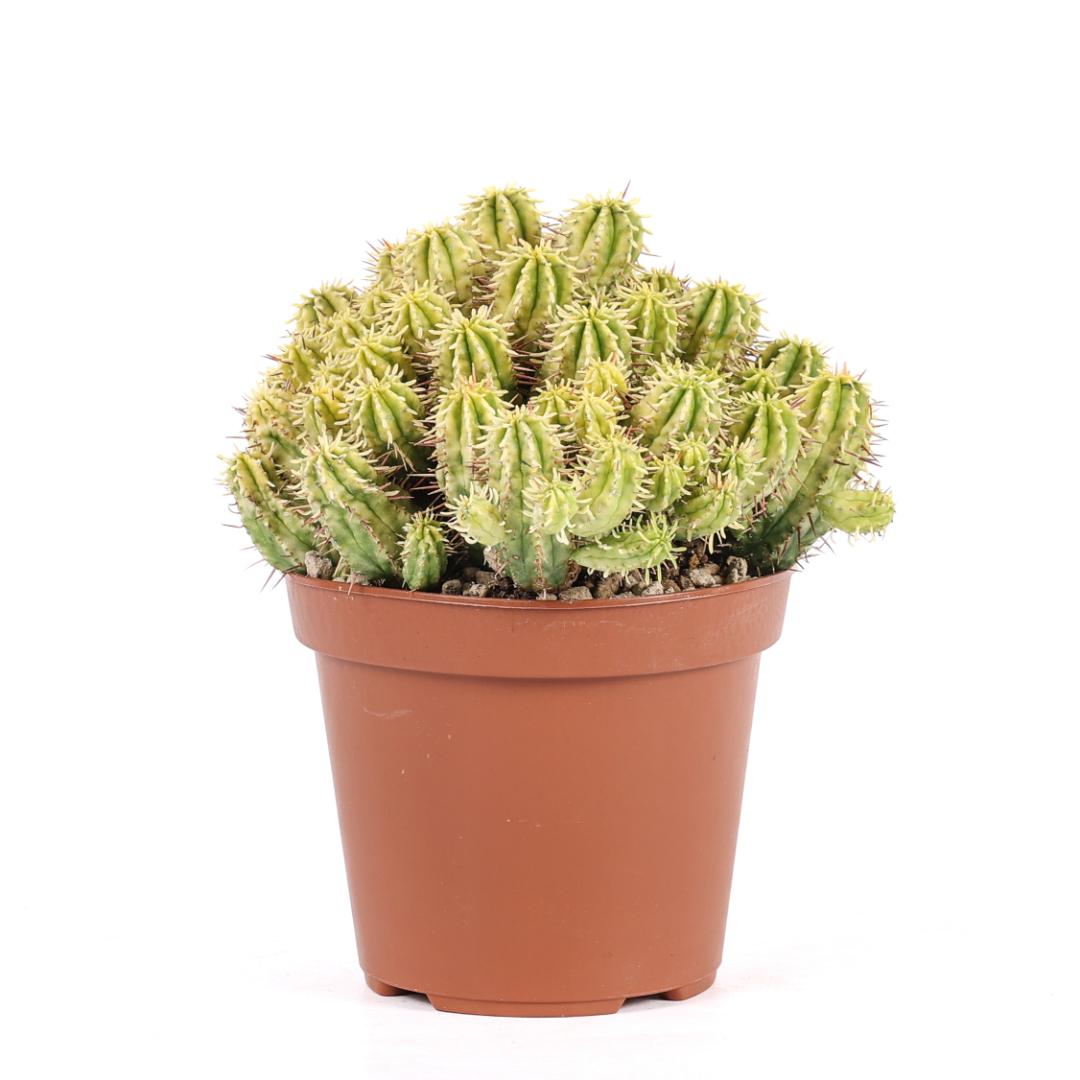 Euphorbia aggregata variegata Ø 14
