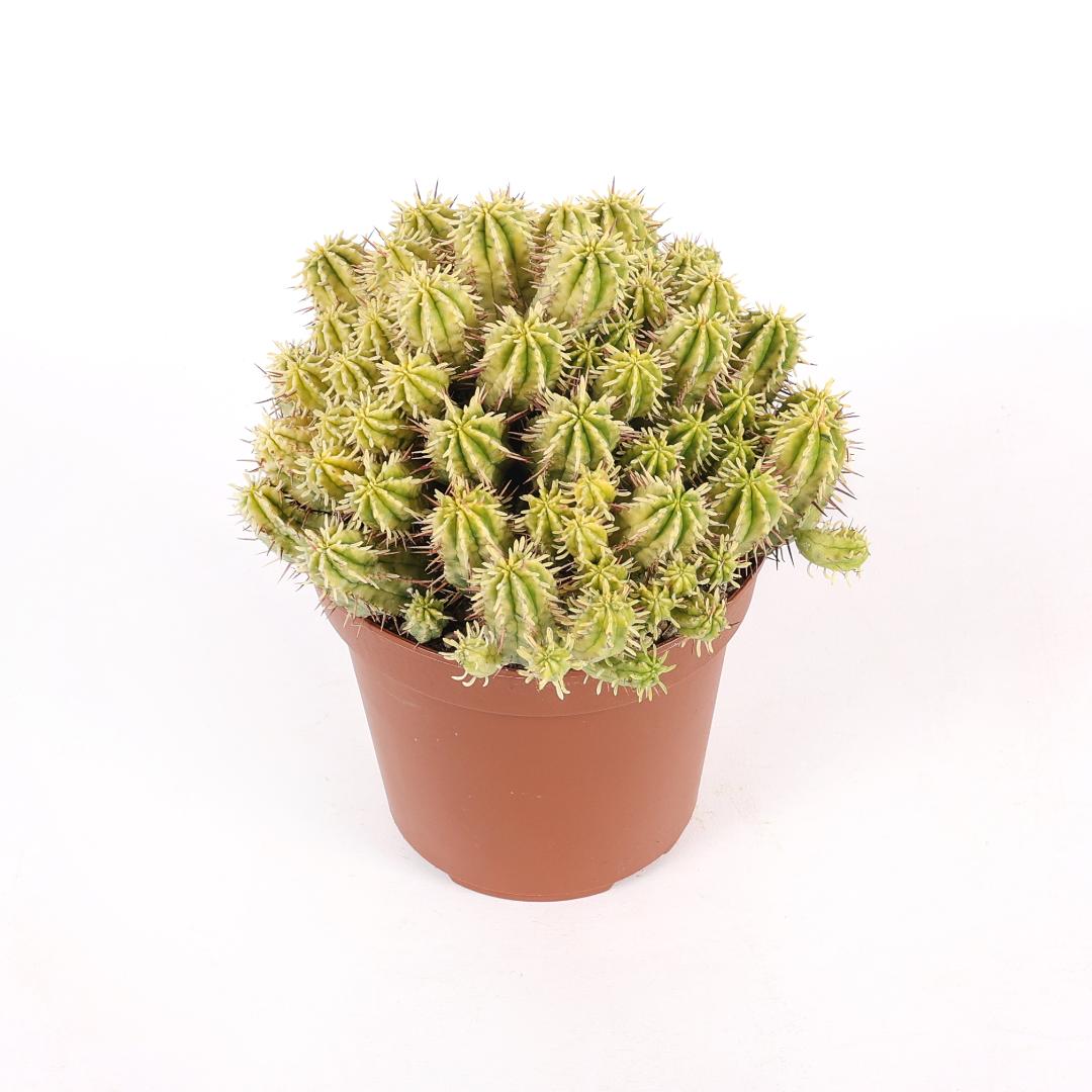 Euphorbia aggregata variegata Ø 14