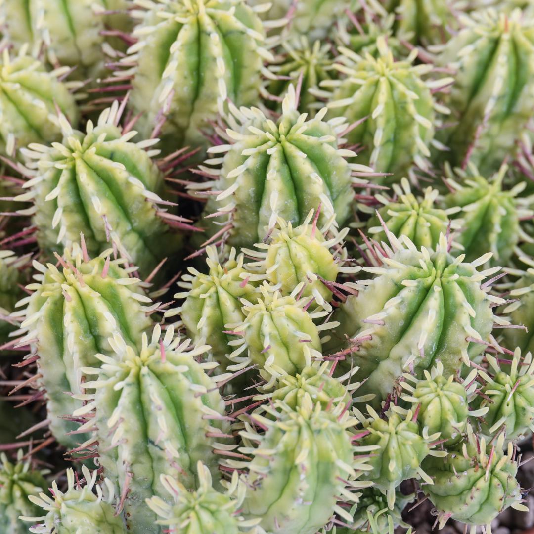 Euphorbia aggregata variegata Ø 14