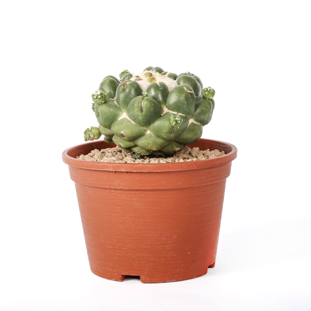 Coryphantha elephantidens cv. Tanshi Zougemaru inermis Ø 18 cm