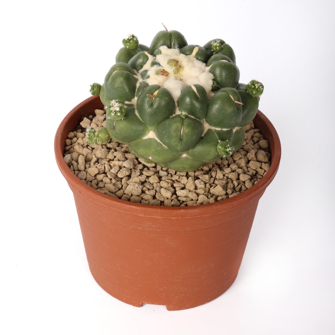 Coryphantha elephantidens cv. Tanshi Zougemaru inermis Ø 18 cm