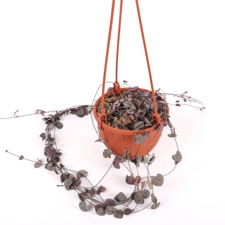 Ceropegia woodii Ø 14