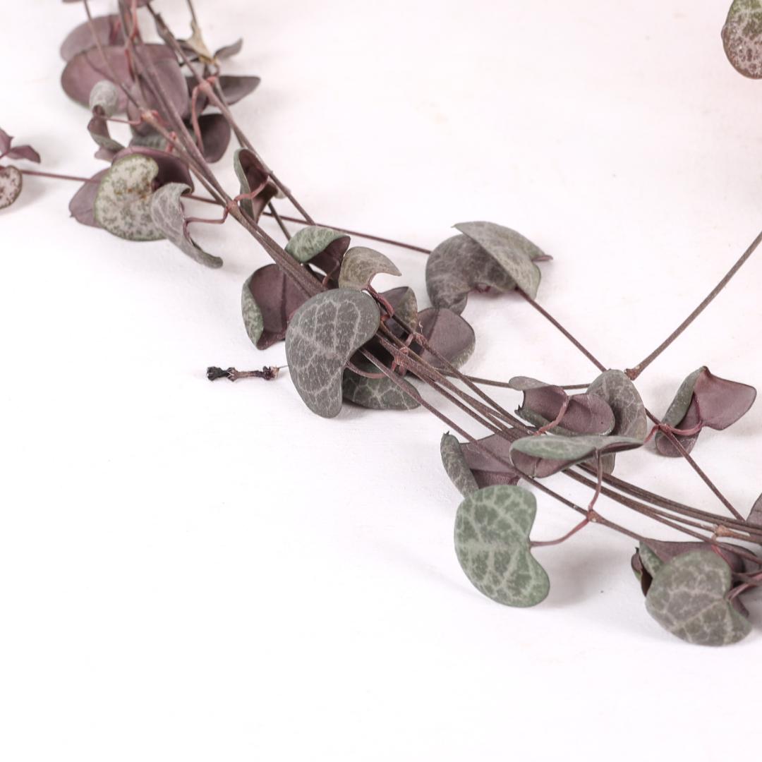 Ceropegia woodii Ø 14