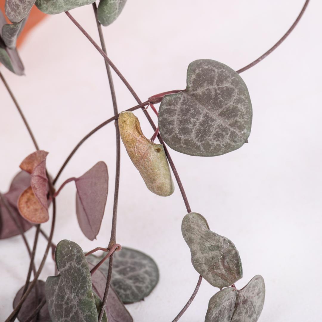 Ceropegia woodii Ø 14