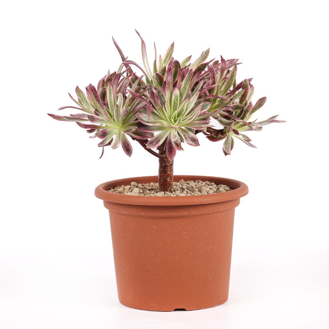 Aeonium Firecracker Ø 18