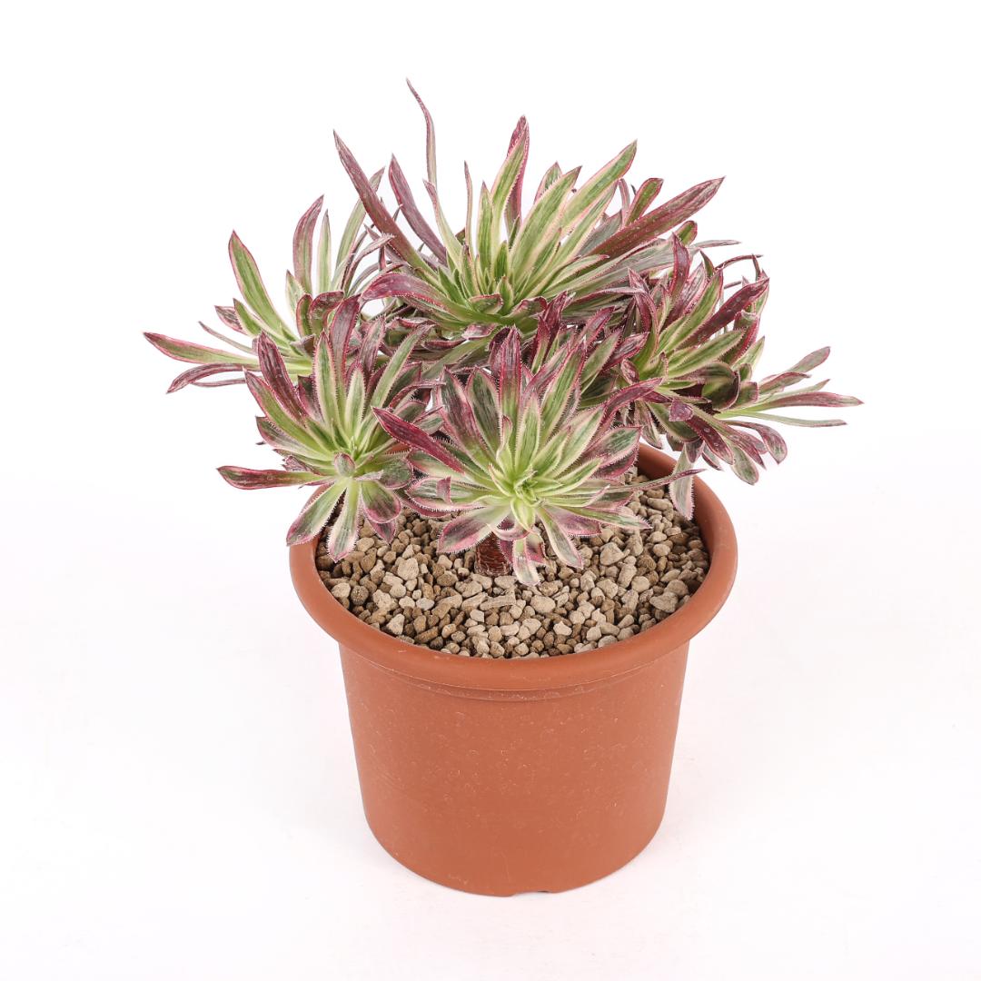 Aeonium Firecracker Ø 18