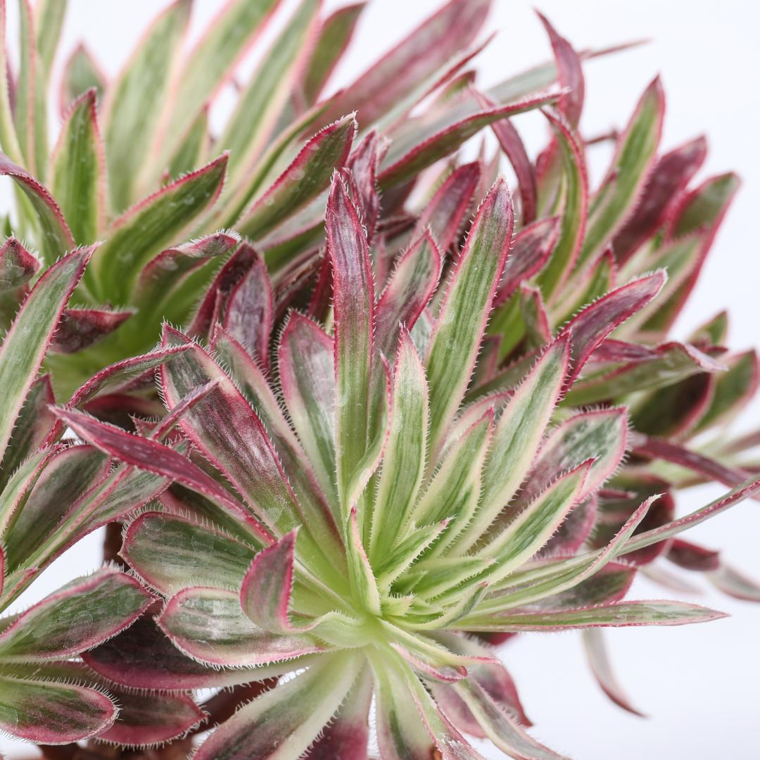 Aeonium Firecracker Ø 18