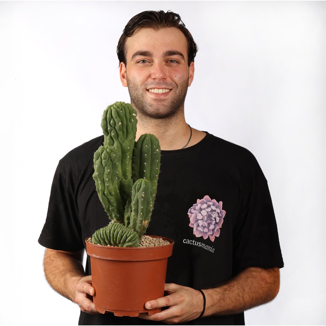 Trichocereus pachanoi mostruoso crestato Ø 21 cm