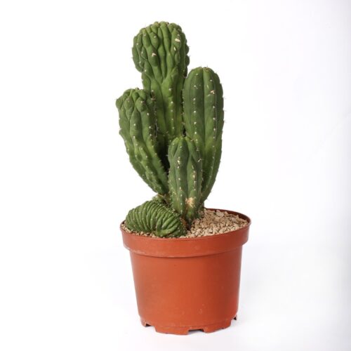 Trichocereus pachanoi mostruoso crestato Ø 21 cm