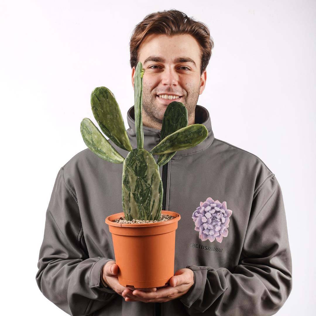 Opuntia cochenillifera variegata Ø 17