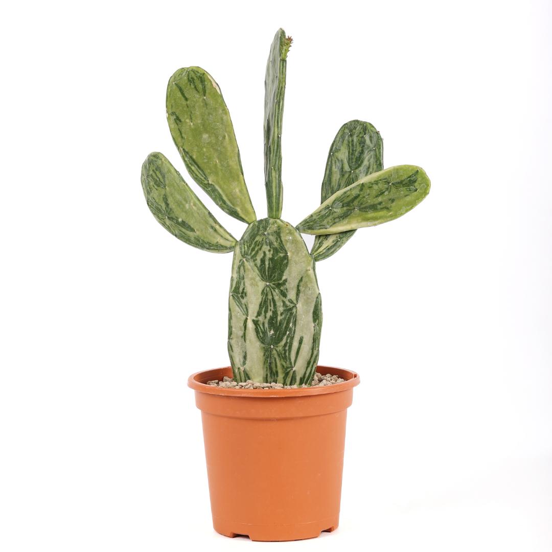 Opuntia cochenillifera variegata Ø 17