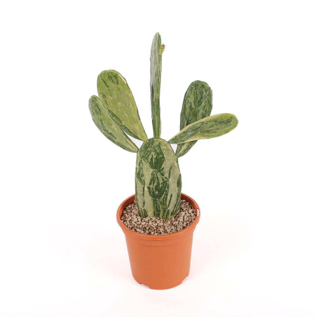 Opuntia cochenillifera variegata Ø 17