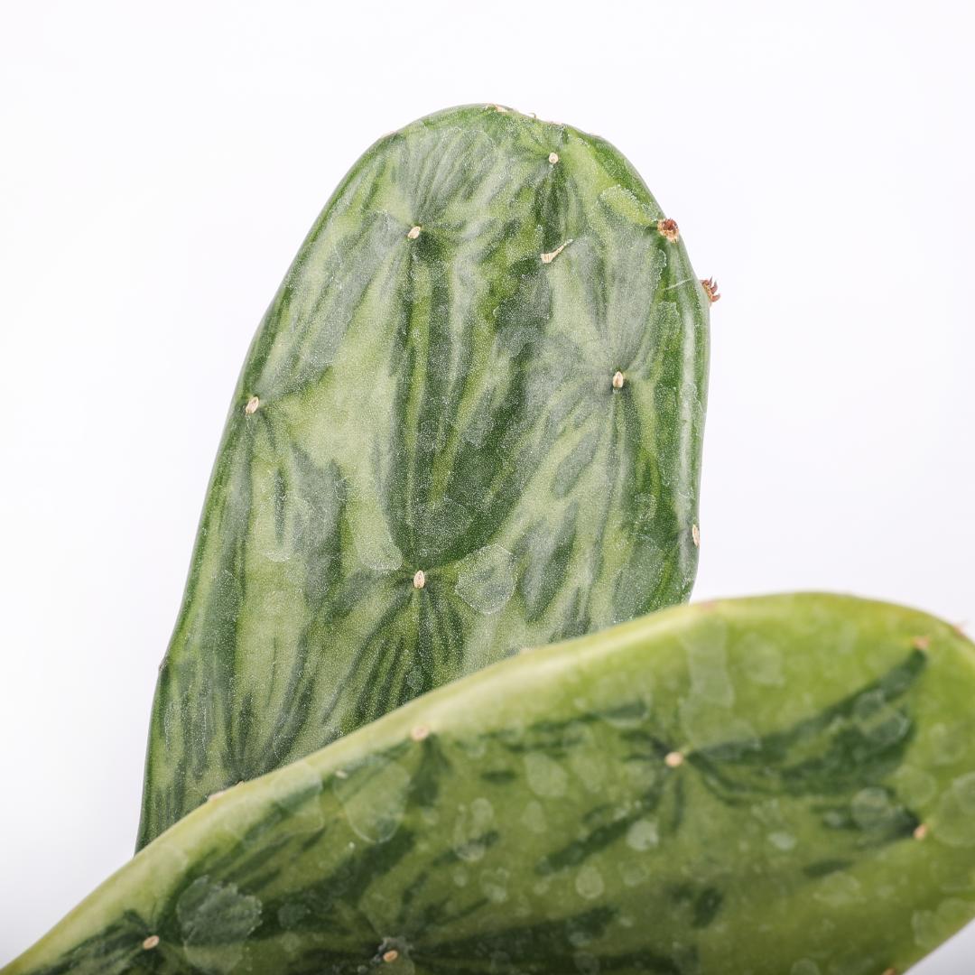 Opuntia cochenillifera variegata Ø 17