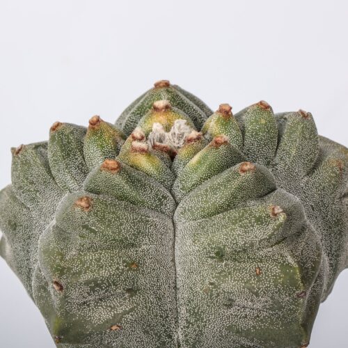 Astrophytum myriostigma kikko Ø 16 cm
