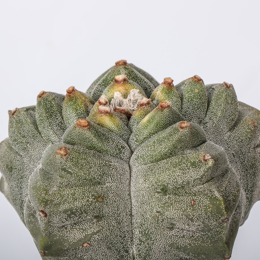Astrophytum myriostigma kikko Ø 16 cm