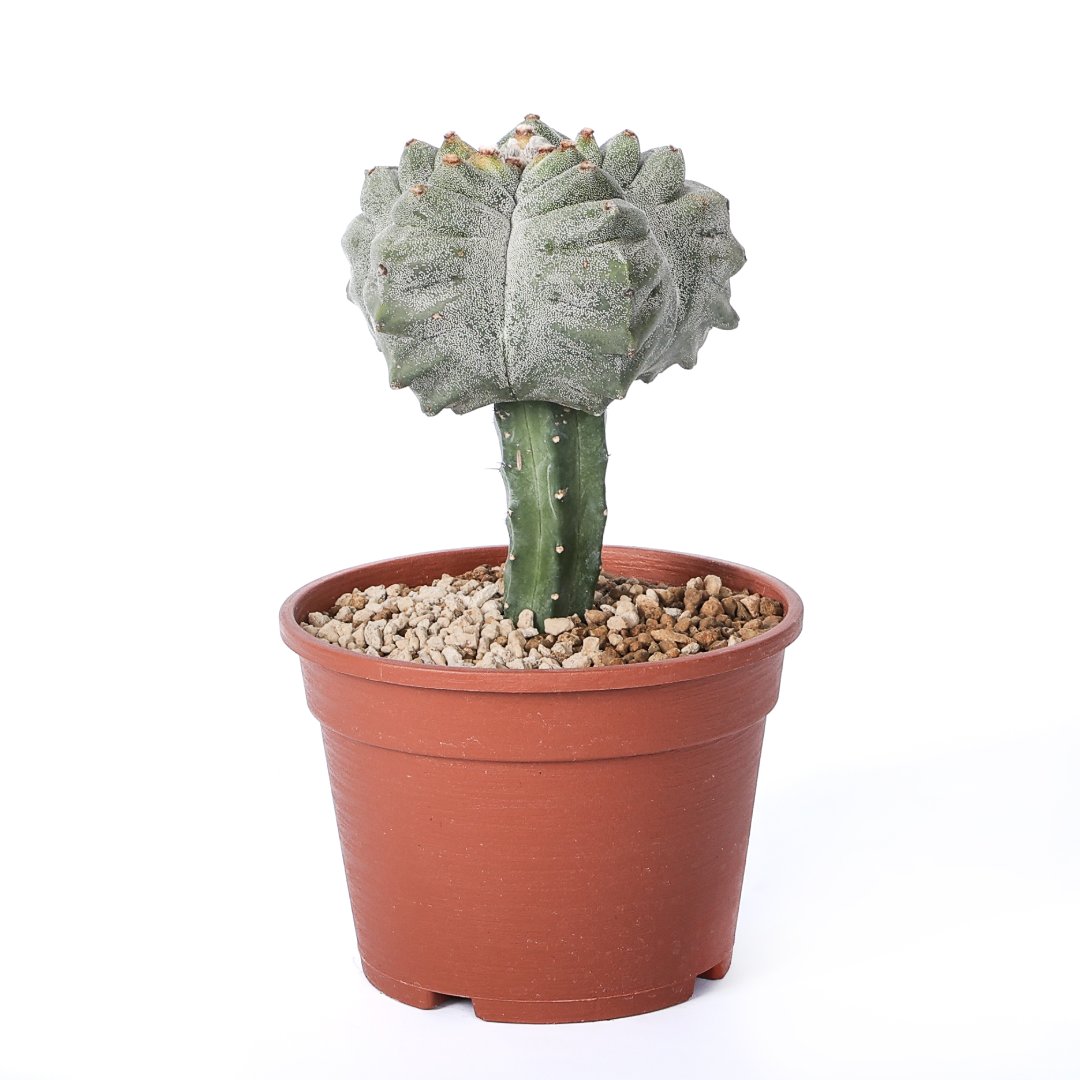 Astrophytum myriostigma kikko Ø 16 cm