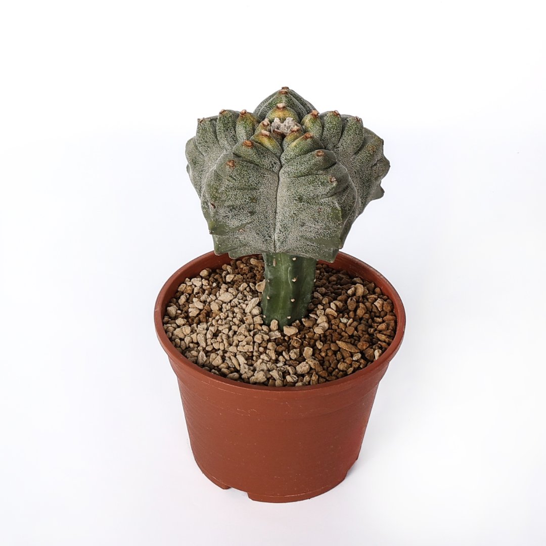 Astrophytum myriostigma kikko Ø 16 cm