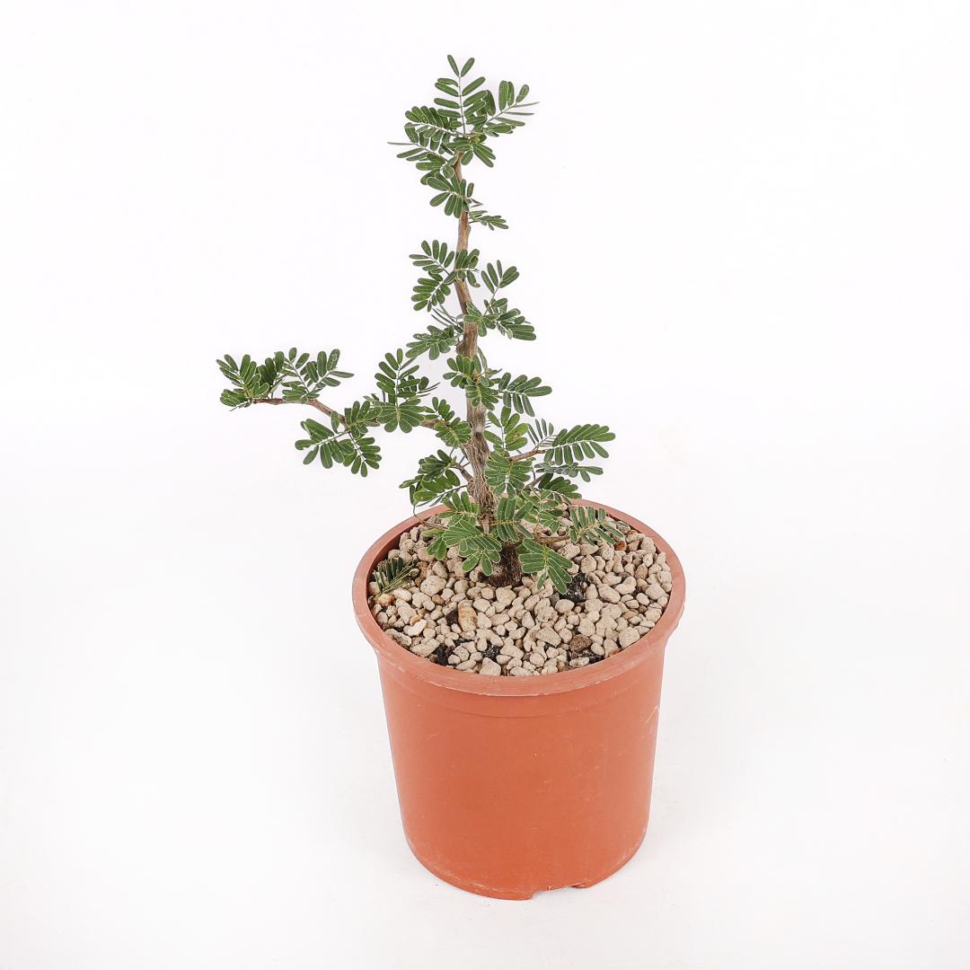 Senna meridionalis Ø 14