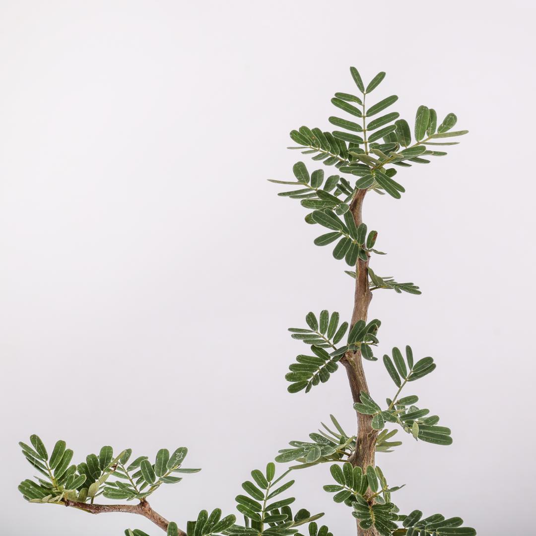 Senna meridionalis Ø 14