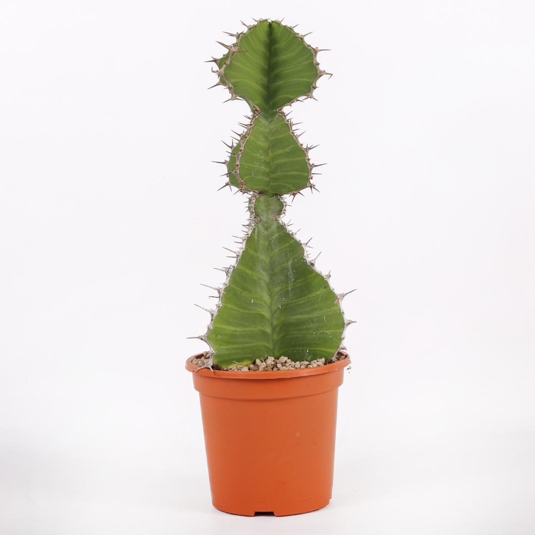 Euphorbia grandialata Ø 17