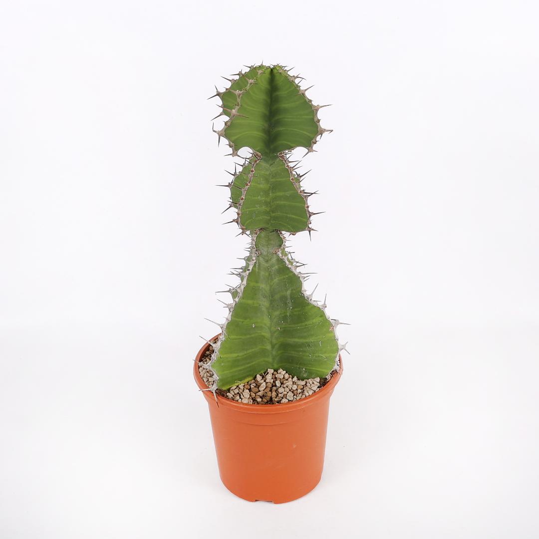 Euphorbia grandialata Ø 17