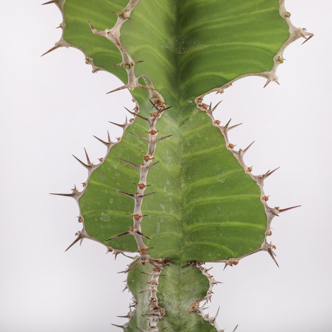 Euphorbia grandialata Ø 17