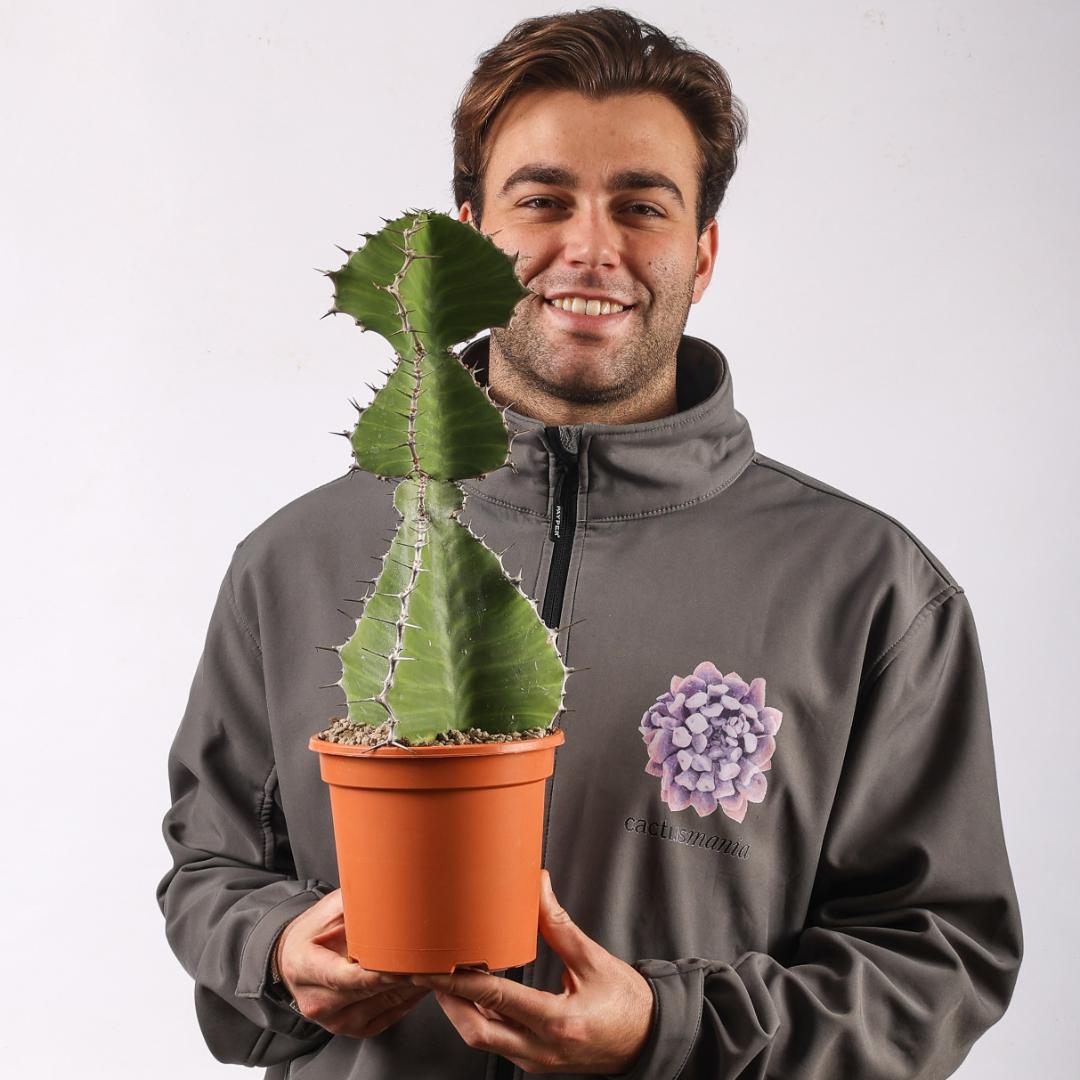 Euphorbia grandialata Ø 17