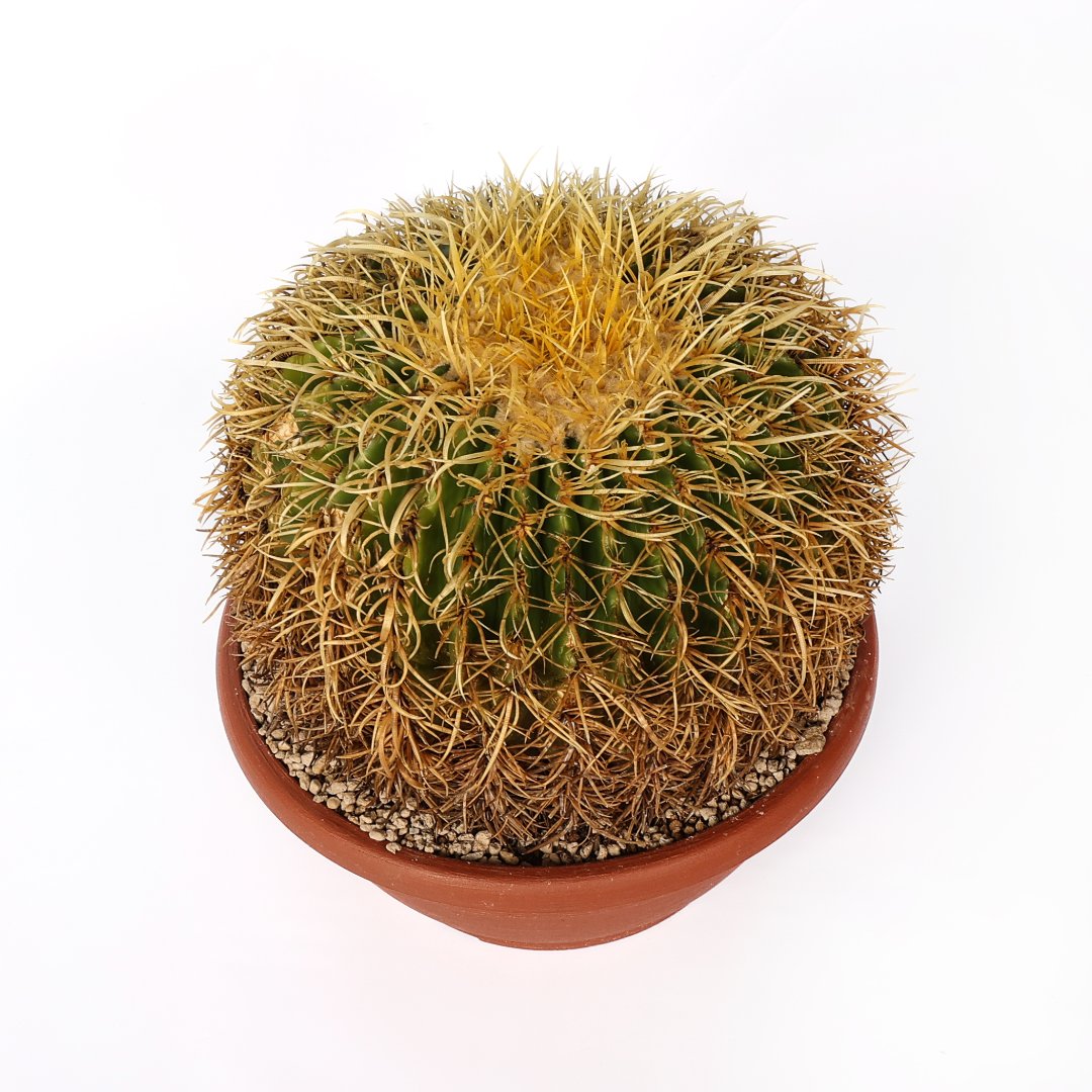 Echinocactus grusonii 'Spina riccia' Ø 30 cm