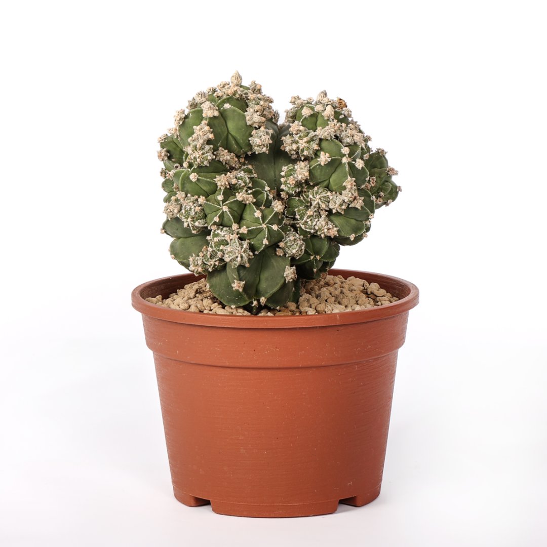 Astrophytum myriostigma nudum prolifera Ø 16 cm