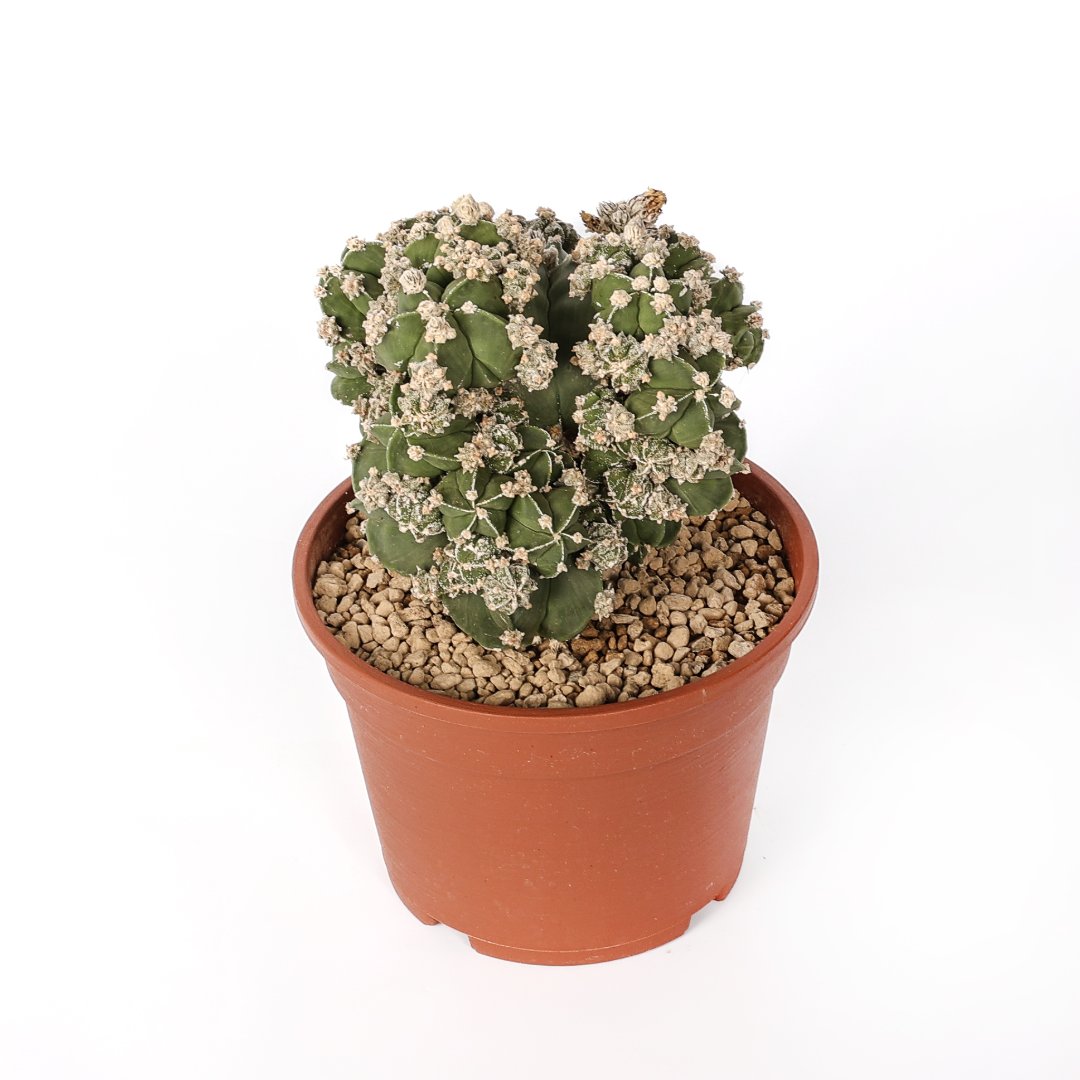 Astrophytum myriostigma nudum prolifera Ø 16 cm