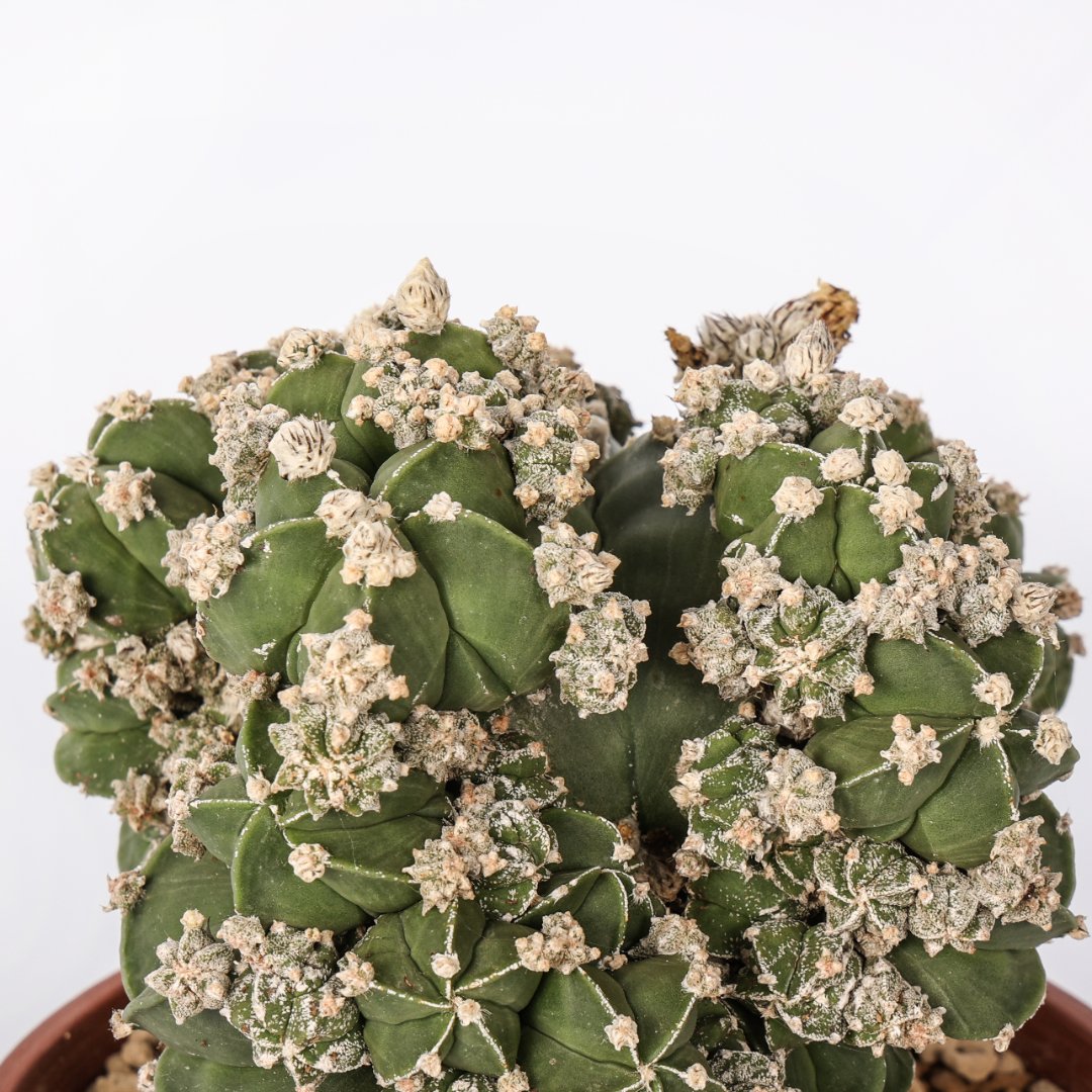 Astrophytum myriostigma nudum prolifera Ø 16 cm