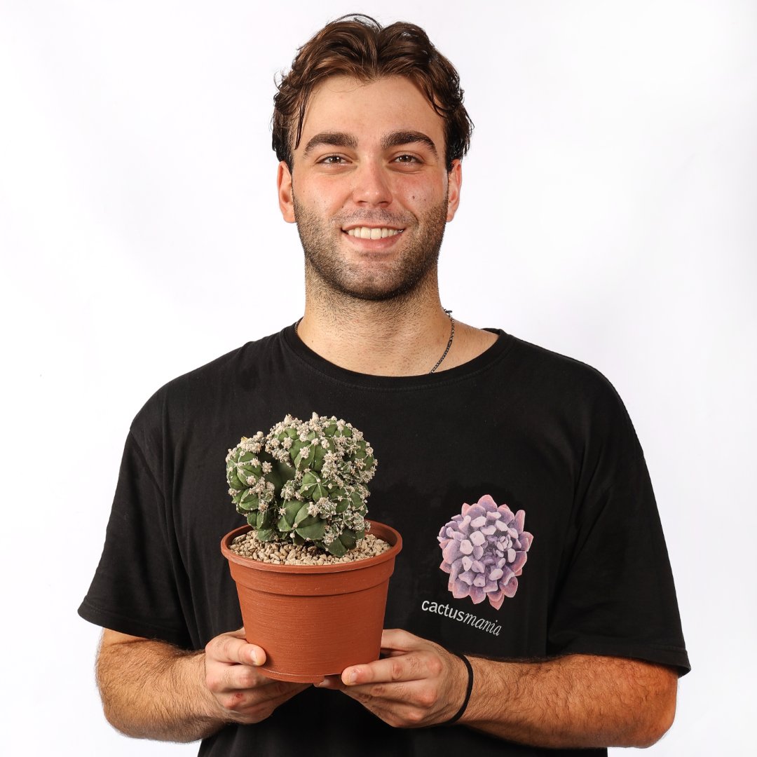 Astrophytum myriostigma nudum prolifera Ø 16 cm