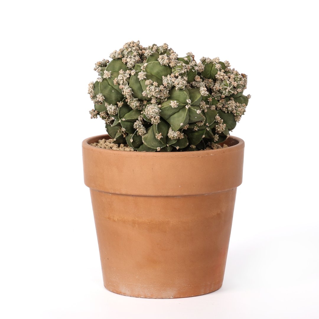 Astrophytum myriostigma nudum prolifera Ø 20 cm
