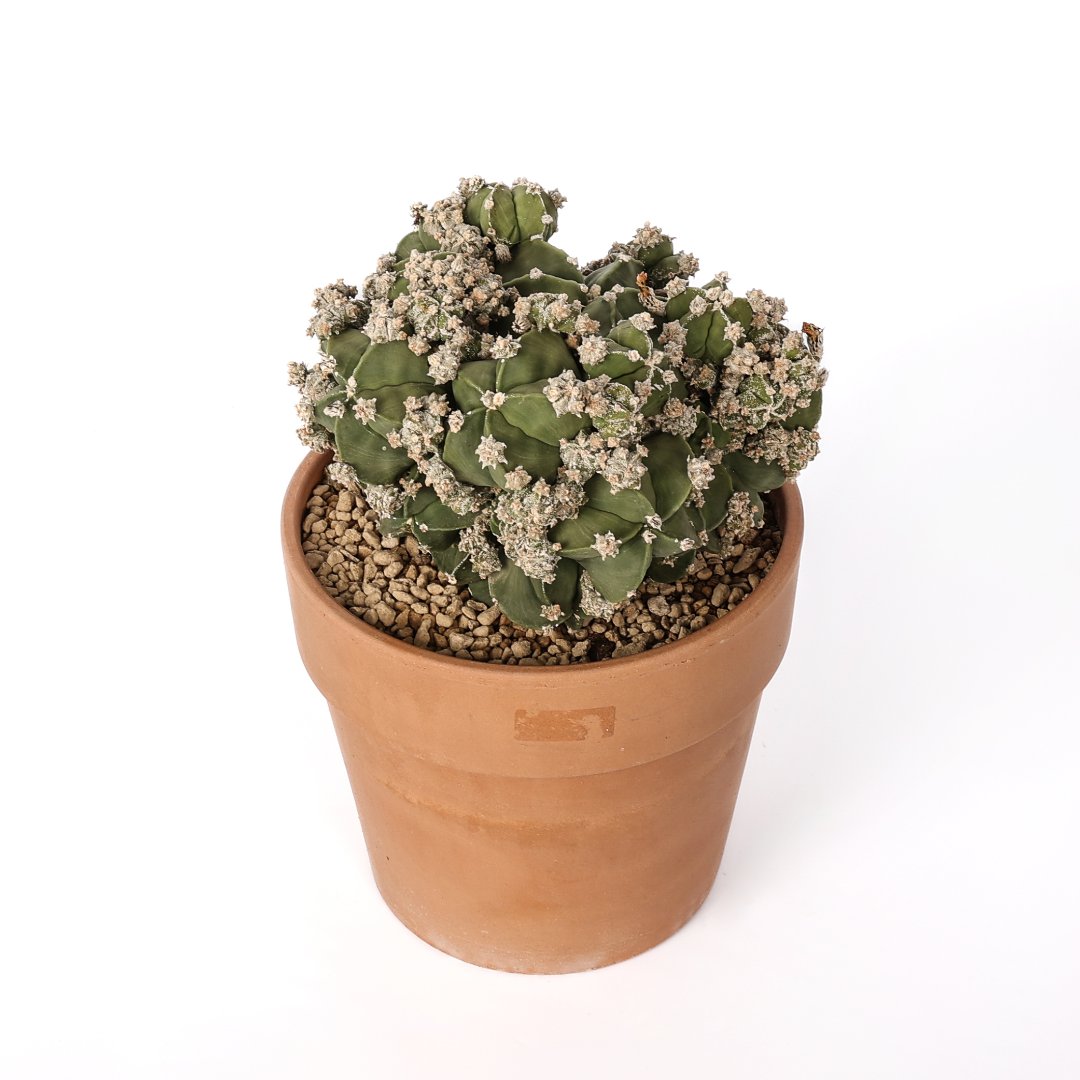 Astrophytum myriostigma nudum prolifera Ø 20 cm