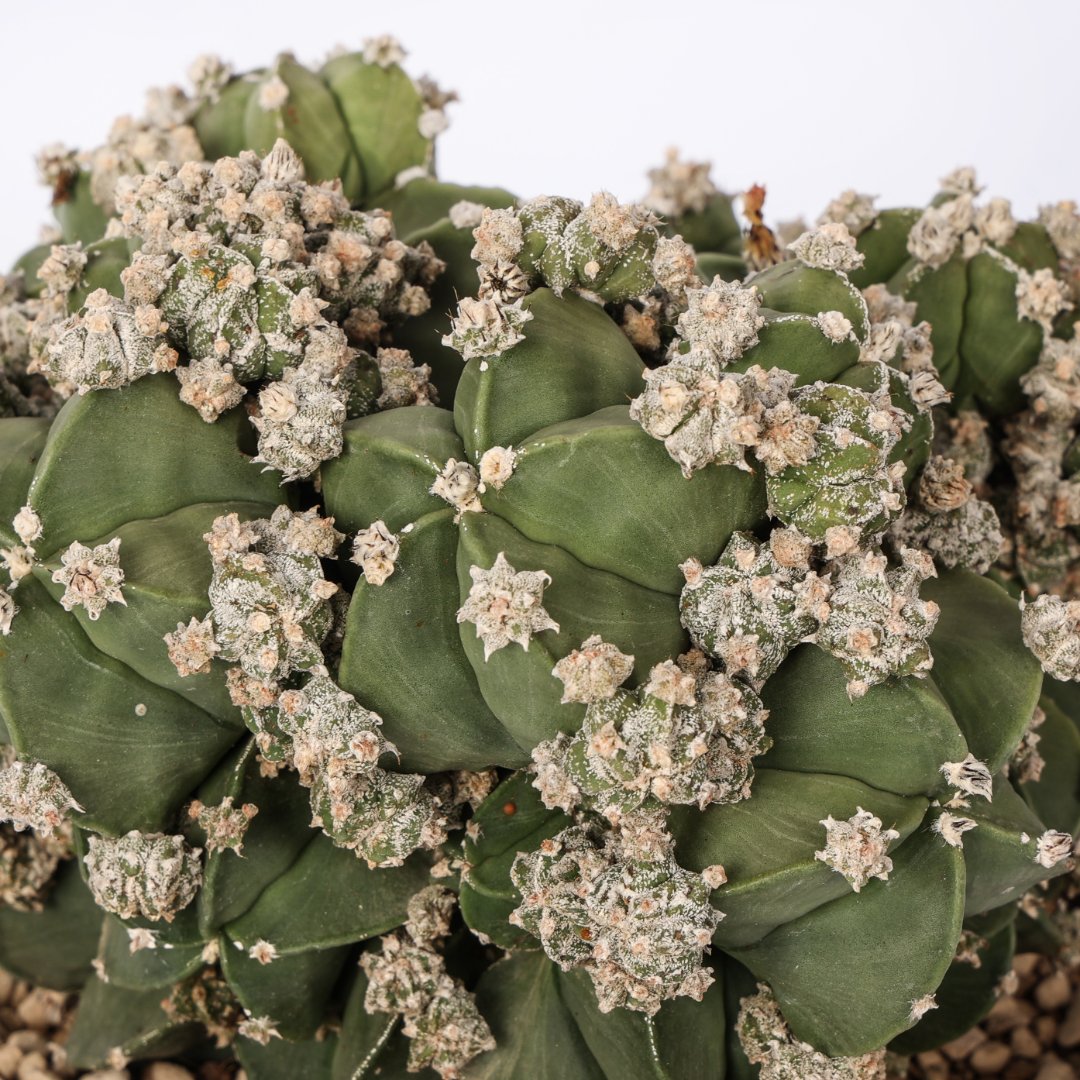 Astrophytum myriostigma nudum prolifera Ø 20 cm