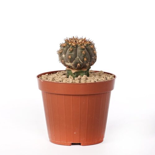 Gymnocalycium spegazzinii var. unguispinum Ø 12 cm