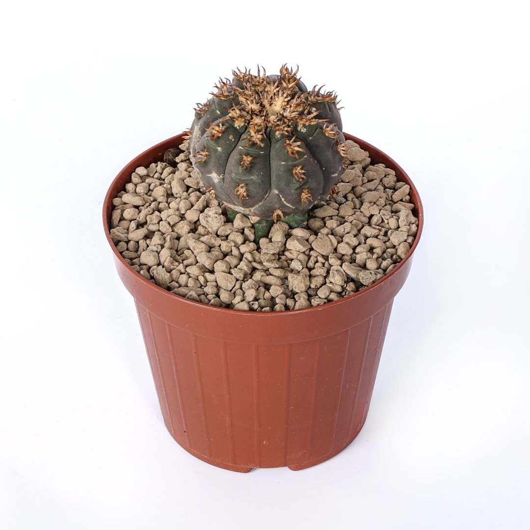 Gymnocalycium spegazzinii var. unguispinum Ø 12 cm