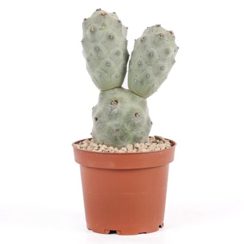 Tephrocactus articulatus v. calvus '3 palle' Ø 12