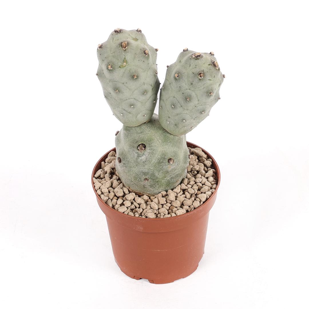 Tephrocactus articulatus v. calvus '3 palle' Ø 12
