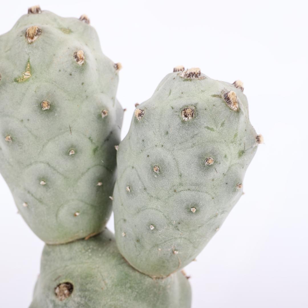 Tephrocactus articulatus v. calvus '3 palle' Ø 12