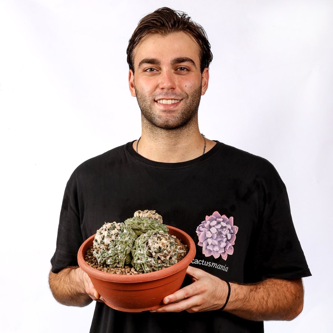 Ariocarpus fissuratus Ø 25 cm