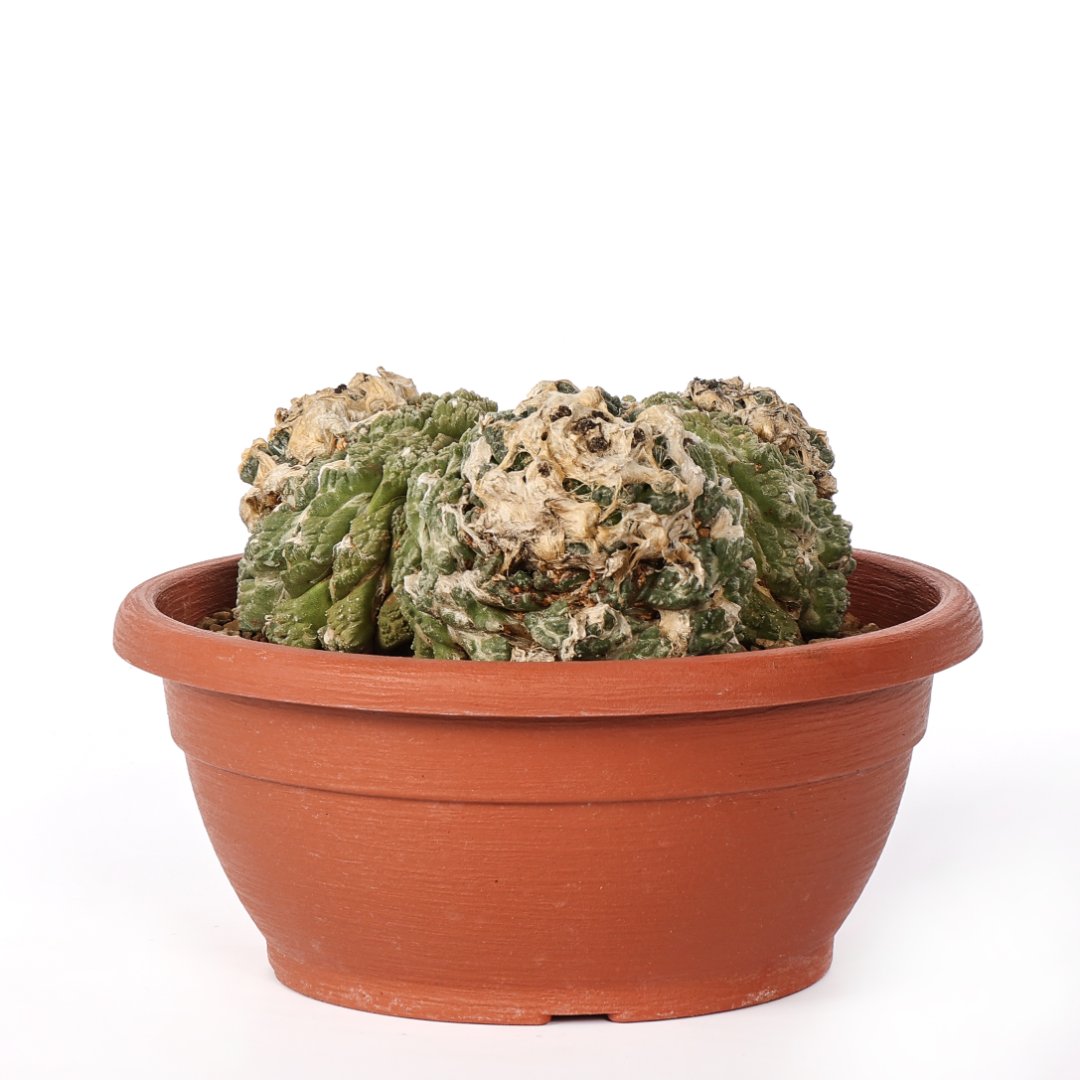 Ariocarpus fissuratus Ø 25 cm