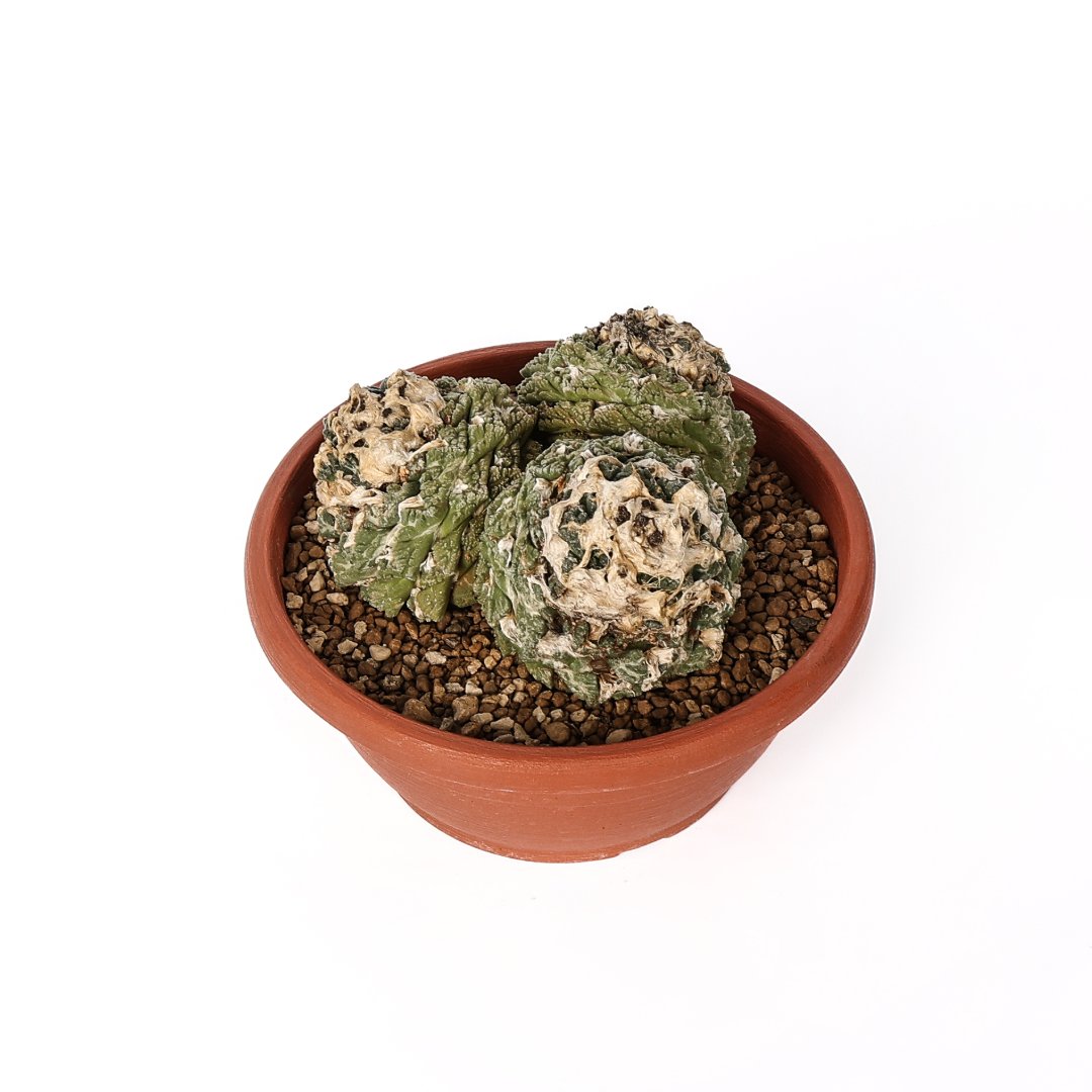 Ariocarpus fissuratus Ø 25 cm